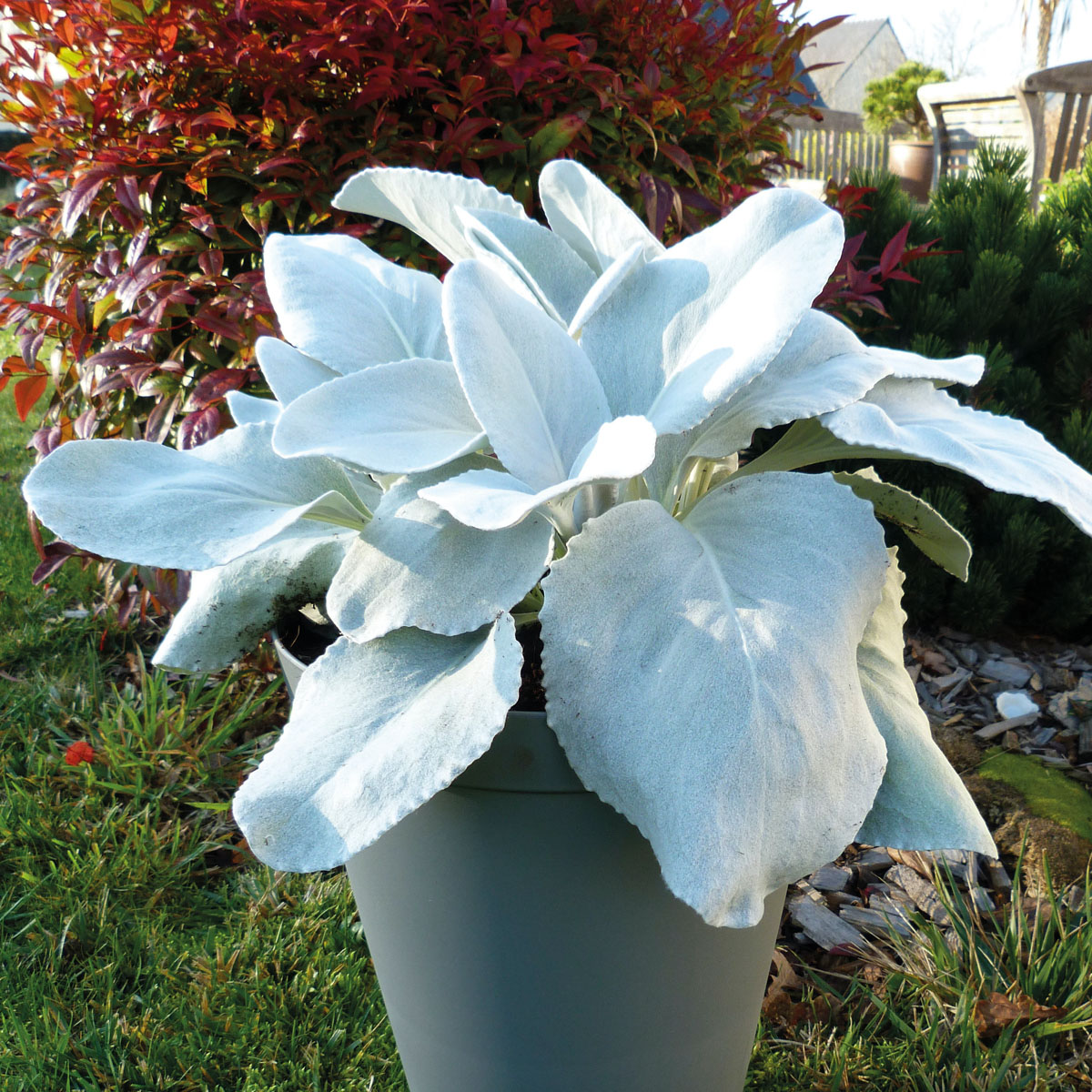 L'hosta à feuillage bleu